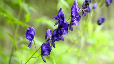 Bilinen, Aconitum napellus, en zehirli bitki çiçek ile dünya, şifalı bitki
