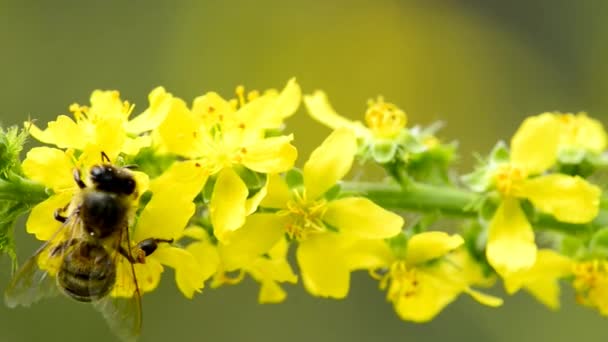 Gyakori Agrimónia Agrimonia Eupatoria Gyógynövény Virággal — Stock videók