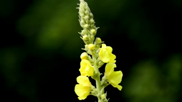 Nagy Molyhos Ökörfarkkóró Gyógyhatású Növény Virág — Stock videók