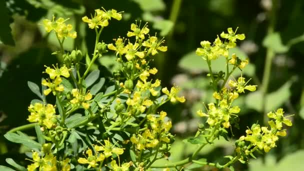 Common Rue Medicinal Herb Flower — Stock Video
