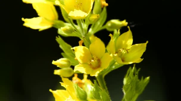 Gepunktete Lockere Heilpflanze Mit Blüte — Stockvideo