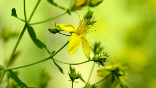 圣约翰麦芽 有花的药用植物 — 图库视频影像