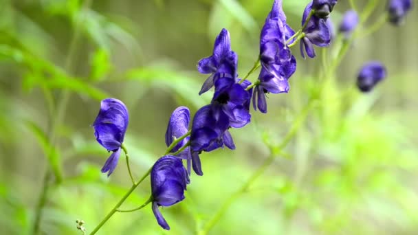 Akonitt Aconitum Napellus Verdens Giftigste Plante Medisinplante Med Blomst – stockvideo