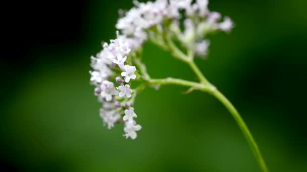 Valeriana Valeriana Officinalis Erba Medicinale Con Fiore — Video Stock