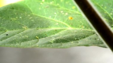 Toloache, Datura innoxia, pricklyburr, apple ile 