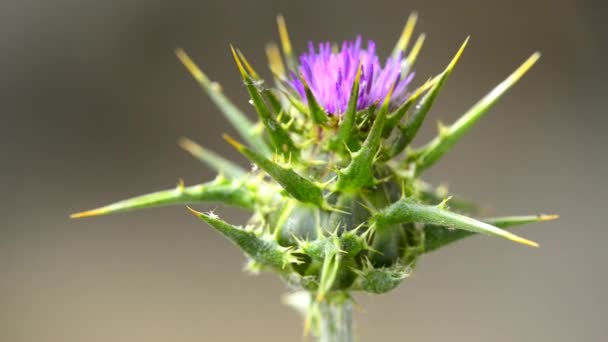 Marian Thistle Flower Medicinal Herb — Stock Video