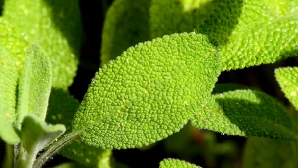 Sage Medicinal Plant Spice — Stock Video