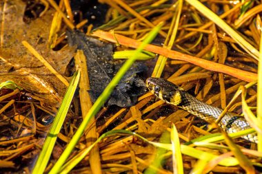 Polonya moor gölde bir Avrupa çim yılan