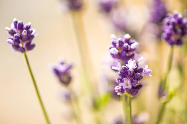 Lavendel Mit Verschwommenem Hintergrund — Stockfoto