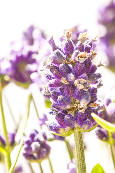 Lavender Blurred Background — Stock Photo, Image