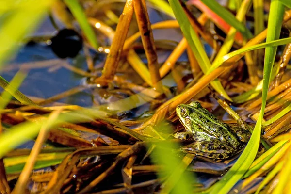 common water frog in a pond