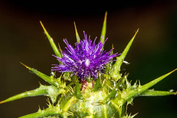 Marian Thistle Çiçek — Stok fotoğraf