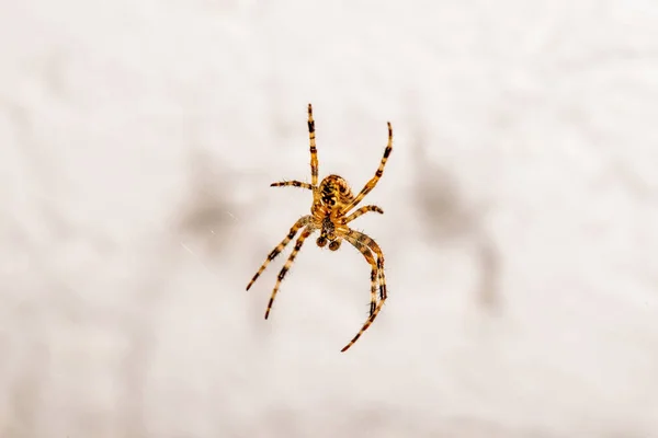 Araña Jardín Primer Plano Del Insecto — Foto de Stock