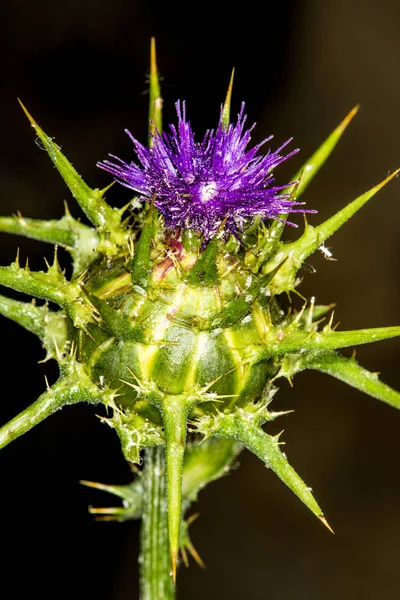 Cardo Mariano Con Fiore — Foto Stock