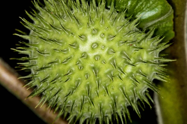 Toloache Pricklyburr Famosa Pianta Santa Mela Spinosa — Foto Stock