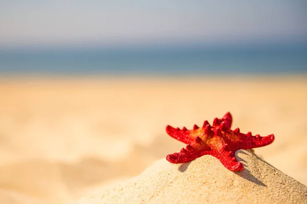 Sea Star Een Zandstrand — Stockfoto