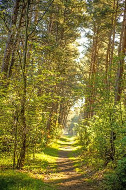 Yumuşak, güneşli ışık baharda ormanda