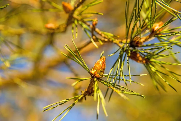 Scots Pine Young Green Shoots Spring — Stock Photo, Image