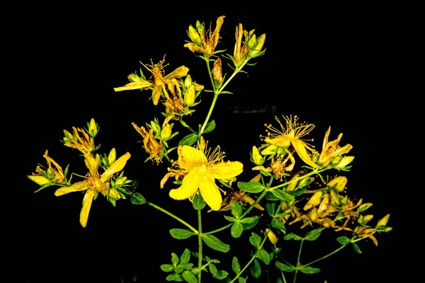 Johanniskraut Heilpflanze Mit Blüte — Stockfoto