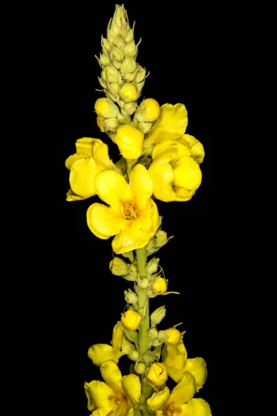 Wielka Mulleina Roślina Lecznicza Kwiatem — Zdjęcie stockowe