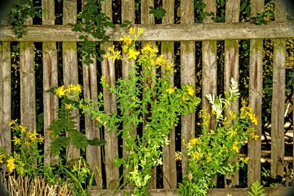 John Wort Medicinal Plant Flower — Stock Photo, Image