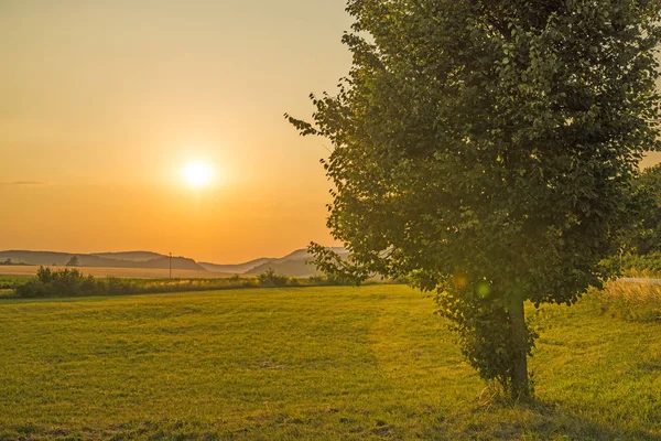 Sonnenuntergang Sommer Mit Baum — Stockfoto