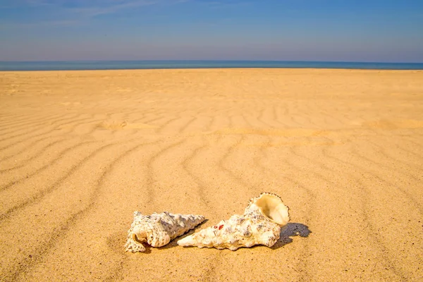 Піщаний Пляж Равликами — стокове фото