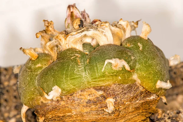 Peyote Ritual Cactus Closeup — Stock Photo, Image