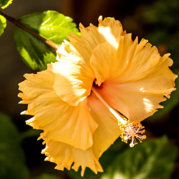 Hibiscus Rosa Sinensis Gyógy Növény Virág — Stock Fotó