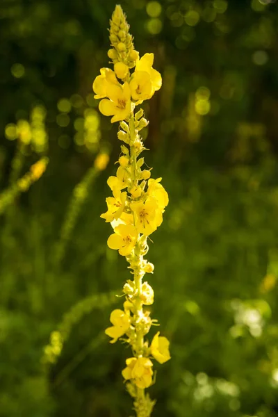 Königskerze Heilpflanze Mit Blüte — Stockfoto
