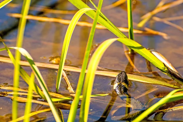 Европейская Травяная Змея Болотном Озере Польше — стоковое фото