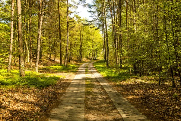 Bosque Luz Soleada Primavera —  Fotos de Stock