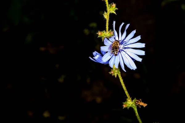 Tıbbi Bitki Hindiba Çiçek — Stok fotoğraf