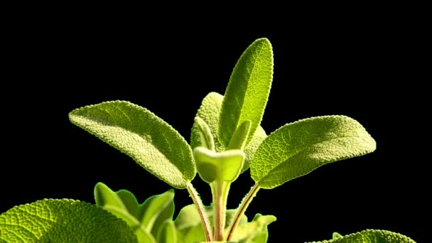 Salvia Planta Medicinal Especias Hojas Cortadas Sobre Fondo Negro — Vídeos de Stock