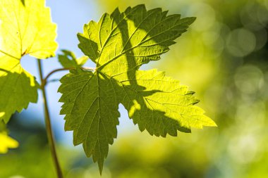 atlama, yaprak arka ışık