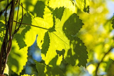atlama, yaprak arka ışık