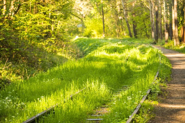 Rotaie Fuori Uso Ricoperte Erba Verde — Foto Stock