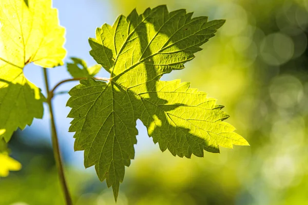 atlama, yaprak arka ışık