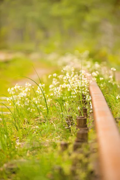 Rails Hors Service Avec Des Fleurs — Photo