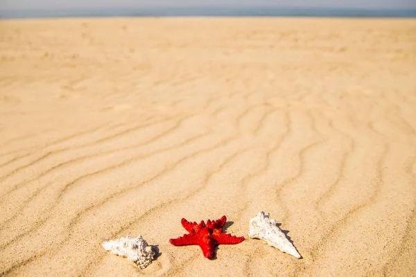 砂浜で海の星 — ストック写真