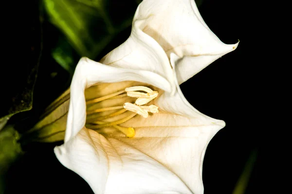 Toloache Barbe Piquante Plante Sainte Célèbre Avec Fleur — Photo