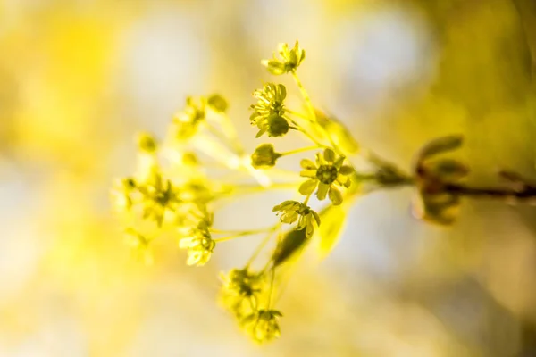 Maple Blossom Spring — Stock Photo, Image