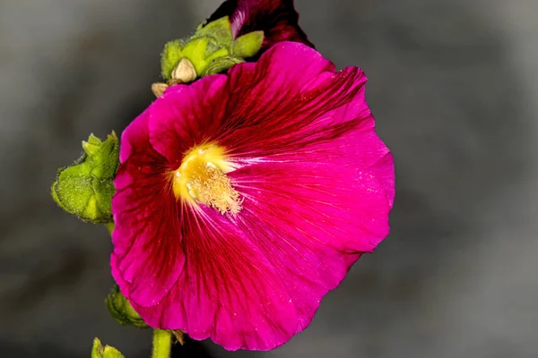 Hibiscus Flor Planta Medicinal — Foto de Stock