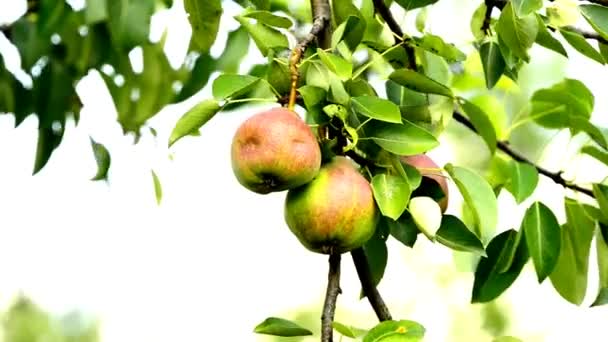 Pear Voor Cider Een Boom — Stockvideo