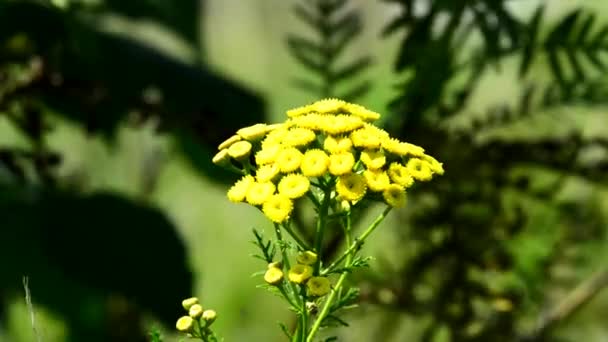 タンジー エゾヨモギギク オカダンゴムシ 害虫忌避剤 薬用植物の花と — ストック動画