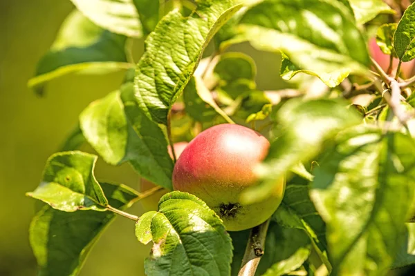 Jabłko Drzewie — Zdjęcie stockowe