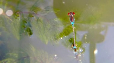 Azure Damselfly, sitem, çiftleşme