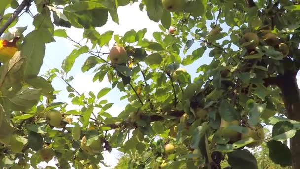 Äpfel Auf Einem Baum Sommer — Stockvideo