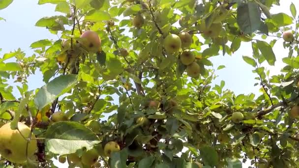 夏天的时候 树上有苹果 — 图库视频影像