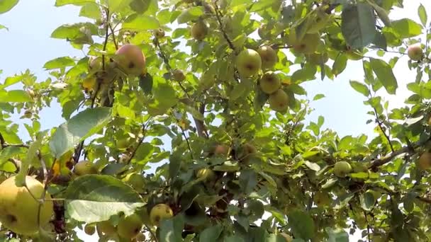 Las Manzanas Sobre Árbol Verano — Vídeo de stock